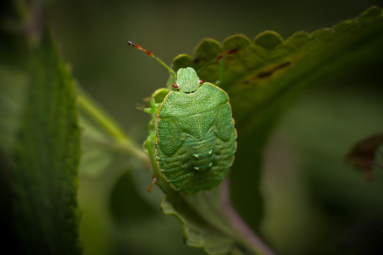 Green Shield Bug – No. 3