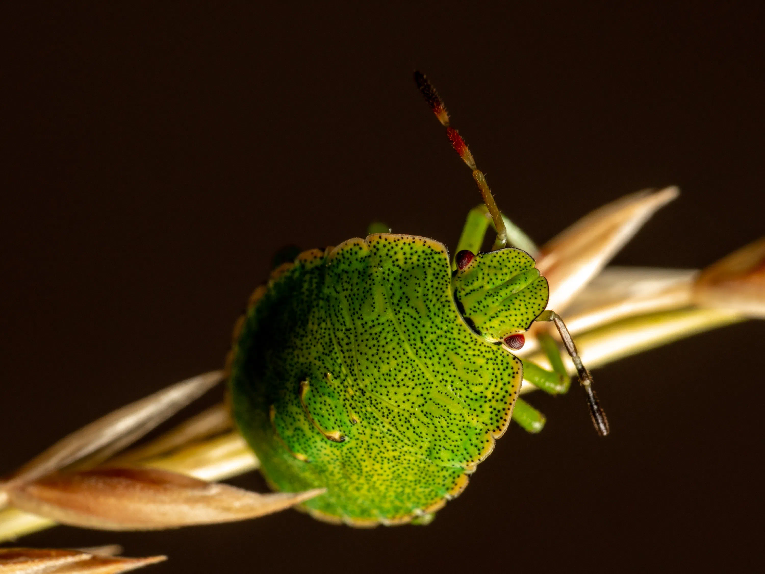 Palomena prasina