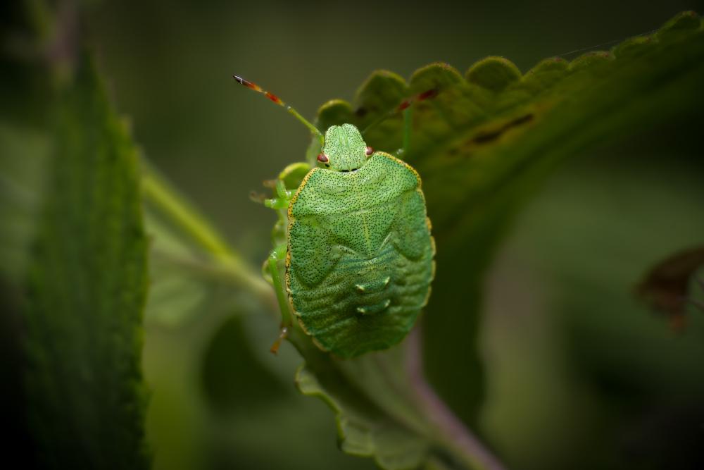 November 24, 2023 – Issue No. 98
– Issue No. 98: “Green Shield Bug“ Green Shield Bug