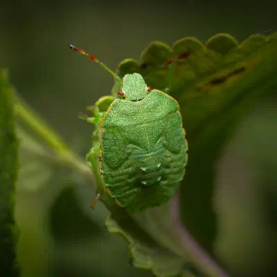 Palomena prasina