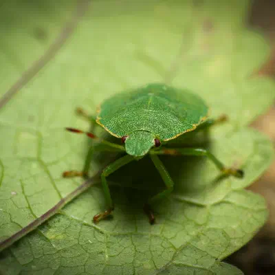 Green Shield Bug