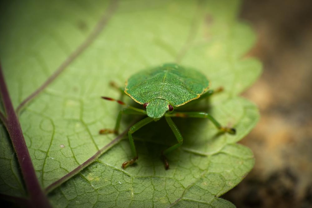 April 1, 2024 – Issue No. 227
– Issue No. 227: “Green Shield Bug“ Green Shield Bug