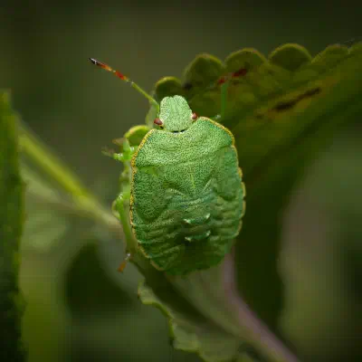 Green Shield Bug