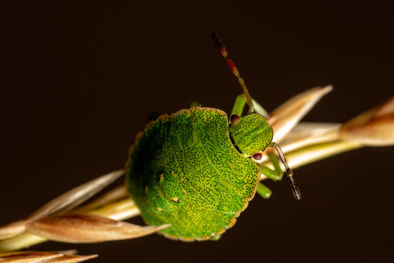 Grüne Stinkwanze – No. 5