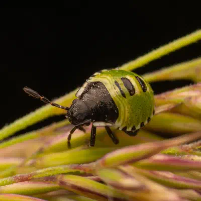 Green Shield Bug
