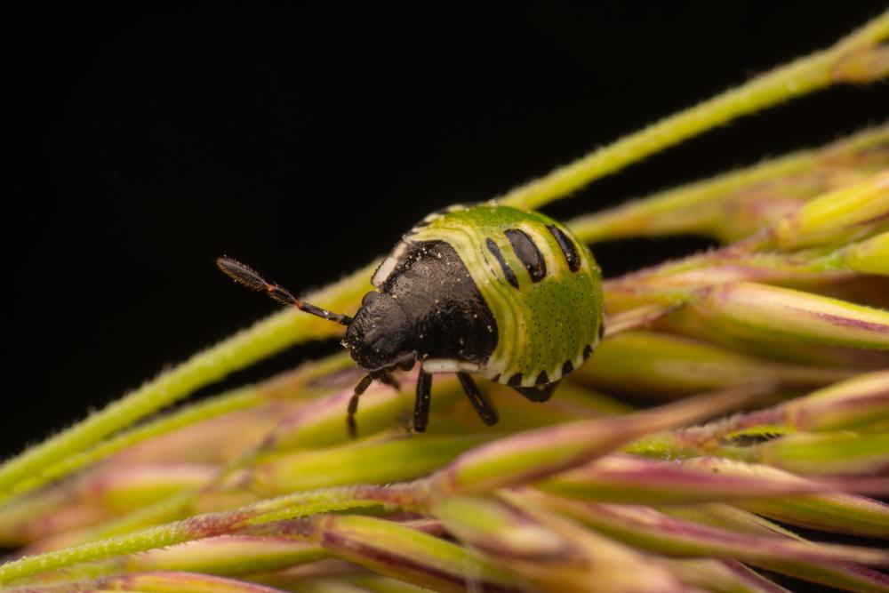 May 9, 2025 – Issue No. 630
– Issue No. 630: “Green Shield Bug“ Green Shield Bug