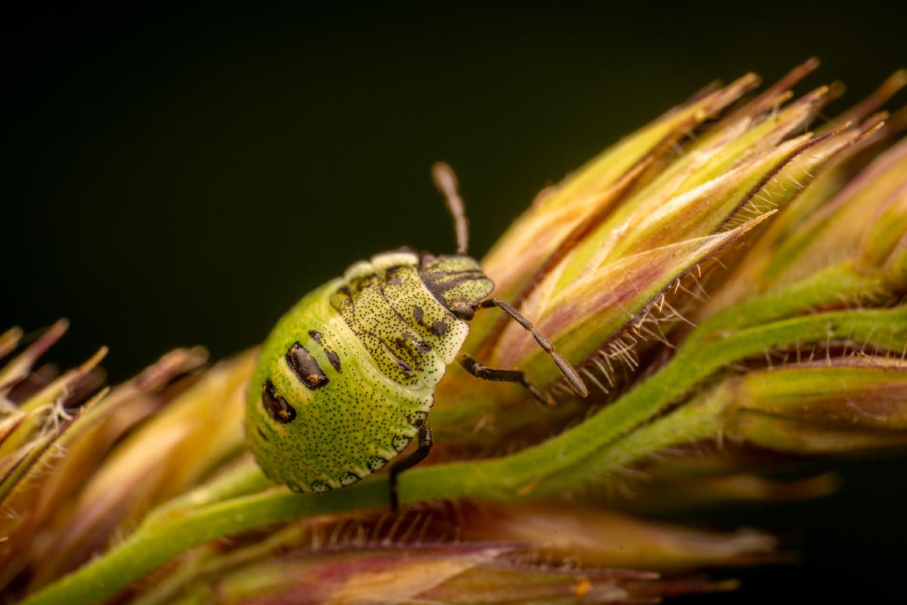 Green Shield Bug – No. 7