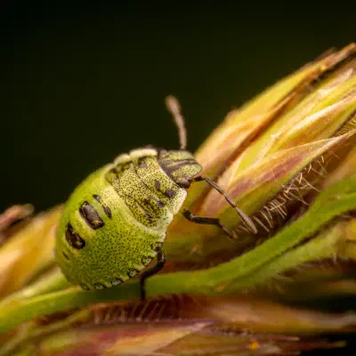 Green Shield Bug
