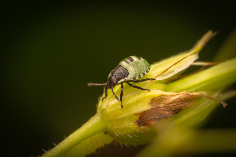 June 26, 2025 – Issue No. 678
– Issue No. 678: “Green Shield Bug“ Green Shield Bug