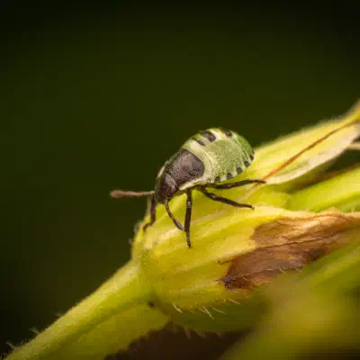 Green Shield Bug