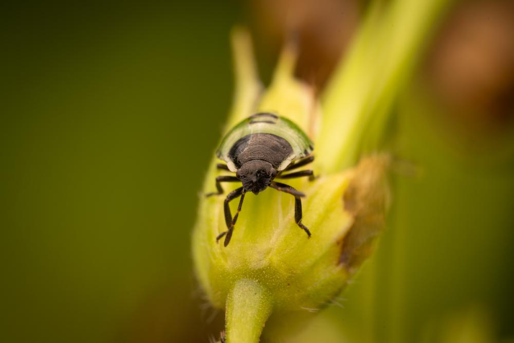 May 29, 2025 – Issue No. 650
– Issue No. 650: “Green Shield Bug“ Green Shield Bug