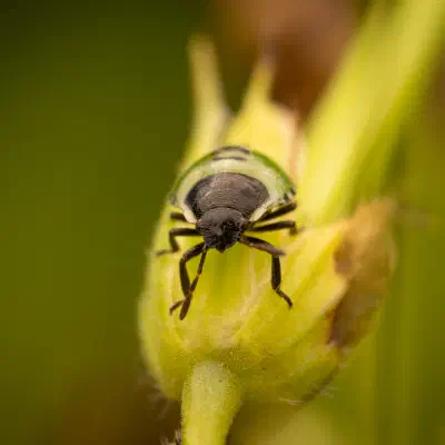 Green Shield Bug
