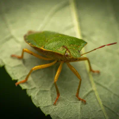 Green Shield Bug