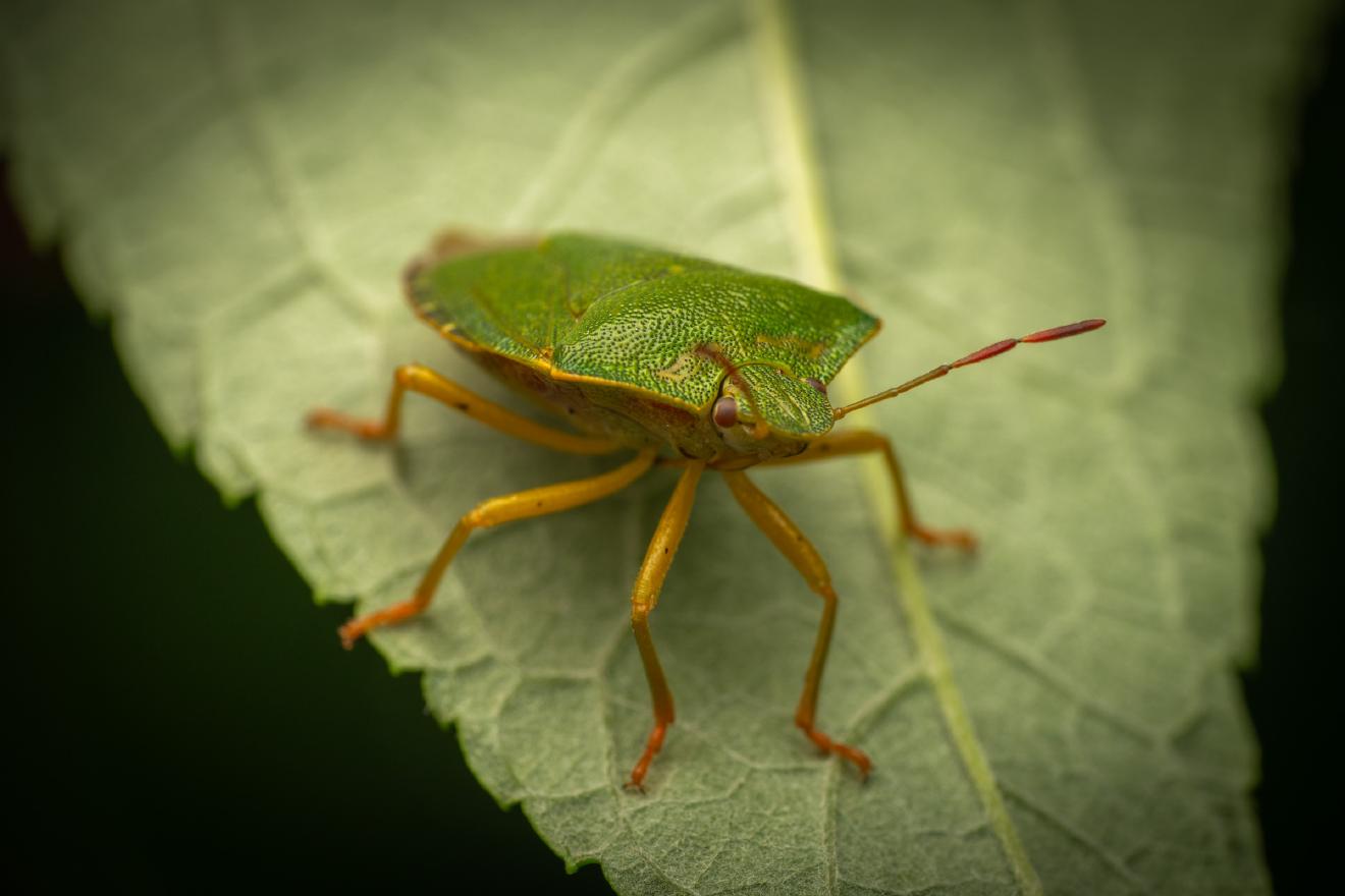 Green Shield Bug – No. 10