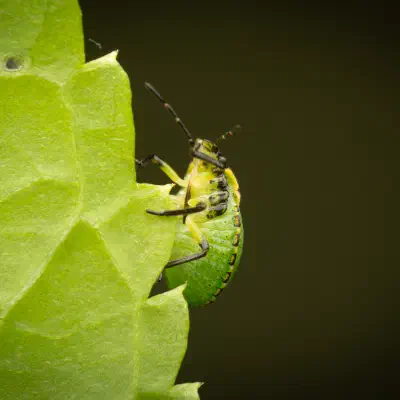 Green Shield Bug