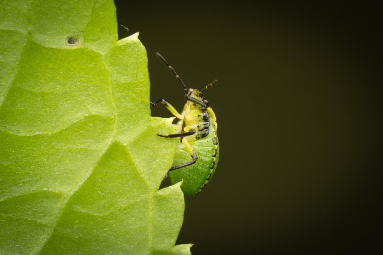 Green Shield Bug – No. 11