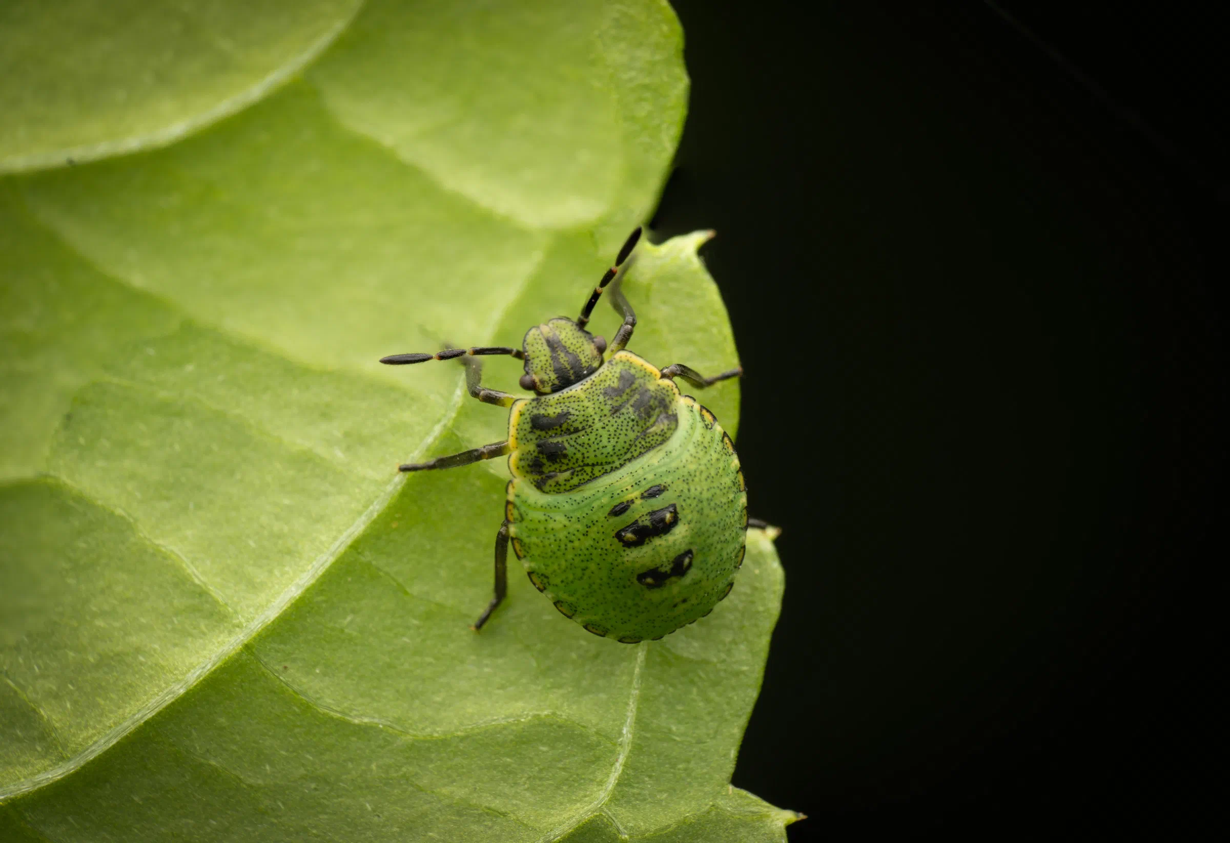 Green Shield Bug
