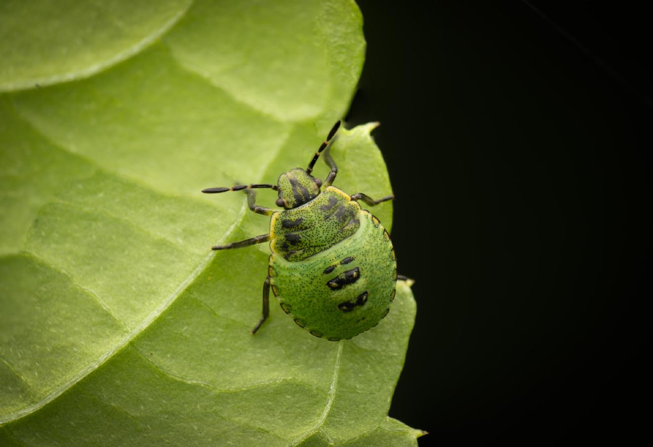 Green Shield Bug – No. 12