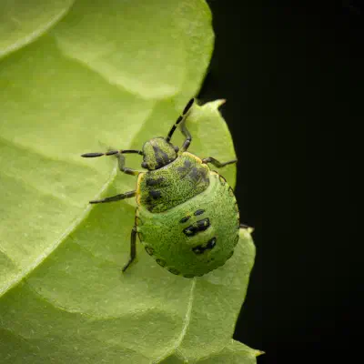 Green Shield Bug