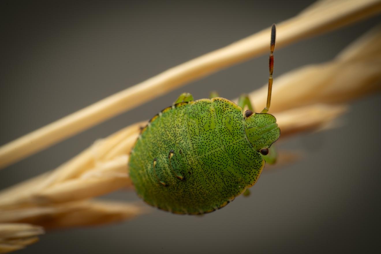 Green Shield Bug – No. 13