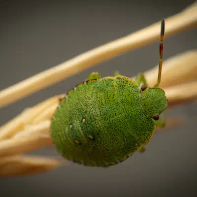 Grüne Stinkwanze