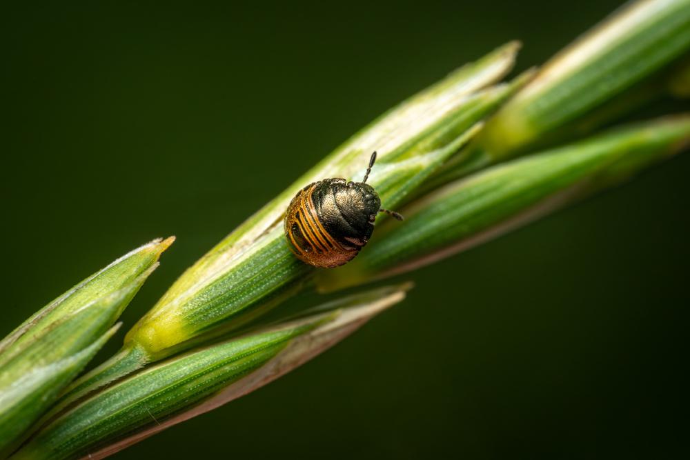 Brown Marmorated Stink Bug