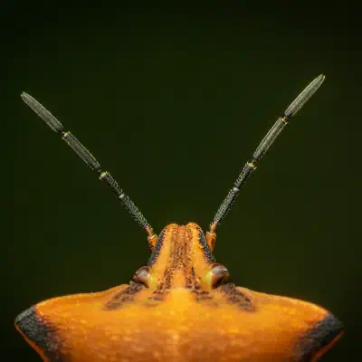 Carpocoris fuscispinus