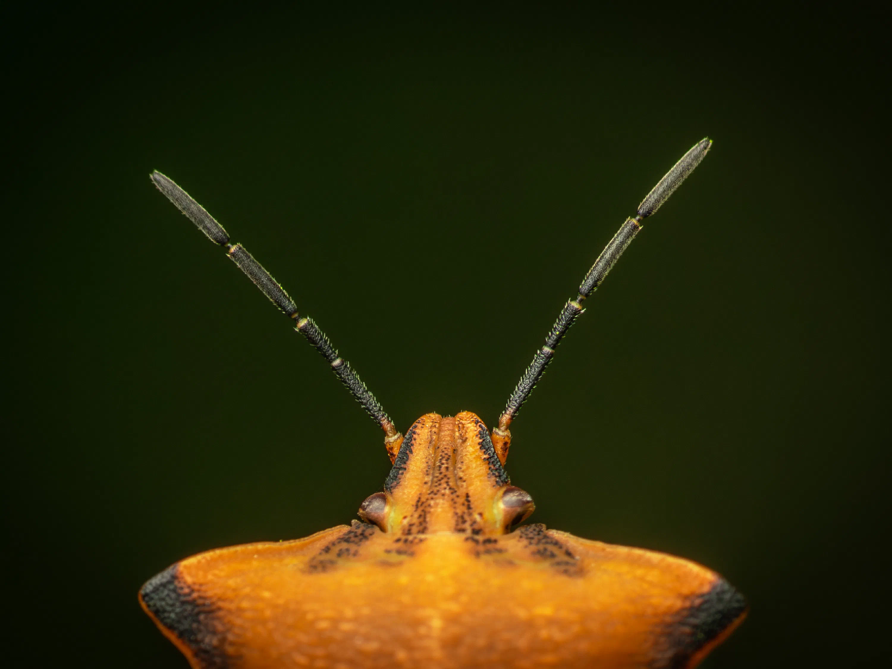 Carpocoris fuscispinus