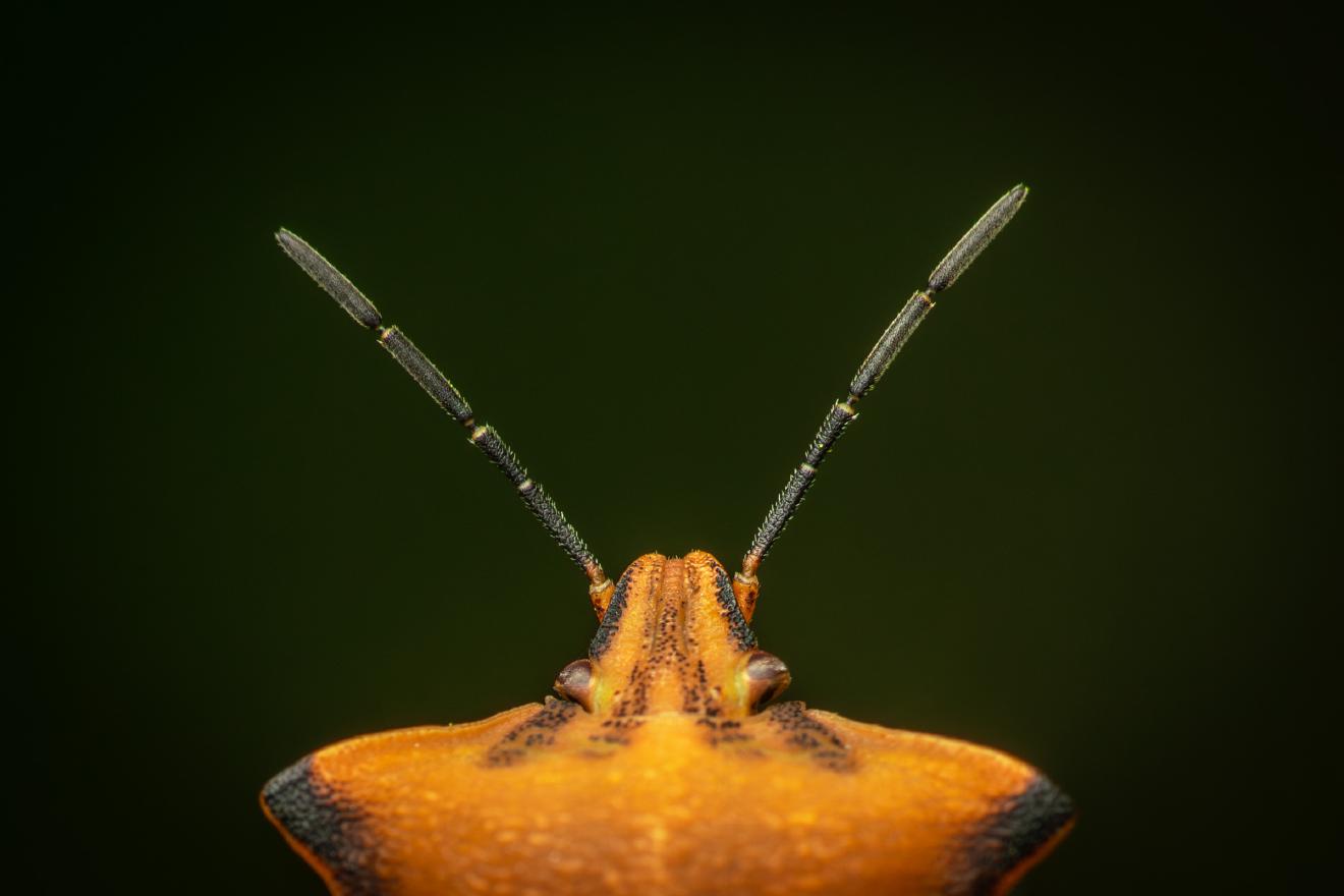 Nördliche Fruchtwanze – No. 1