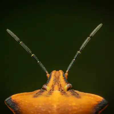 northern fruit bug
