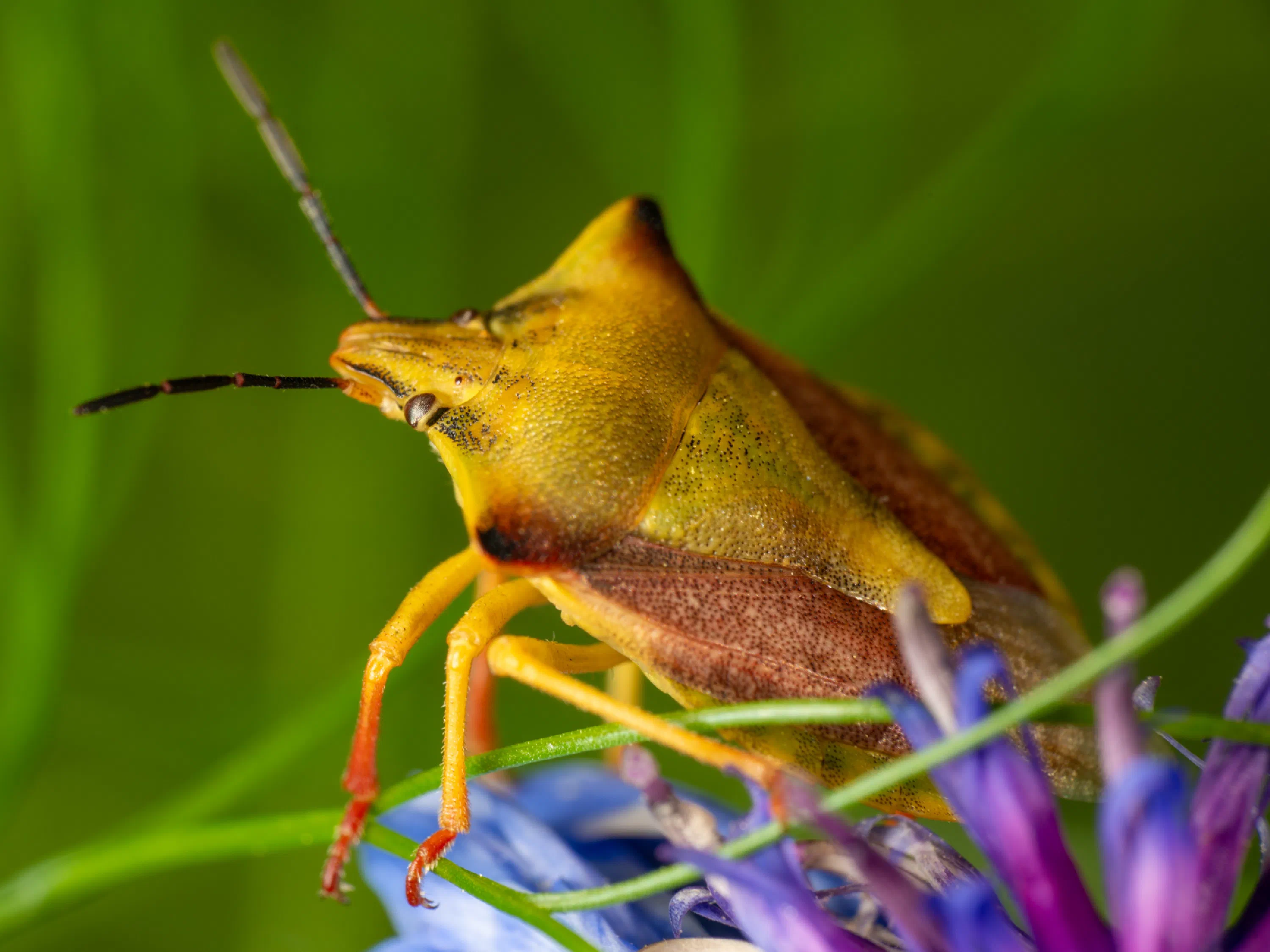 Carpocoris fuscispinus