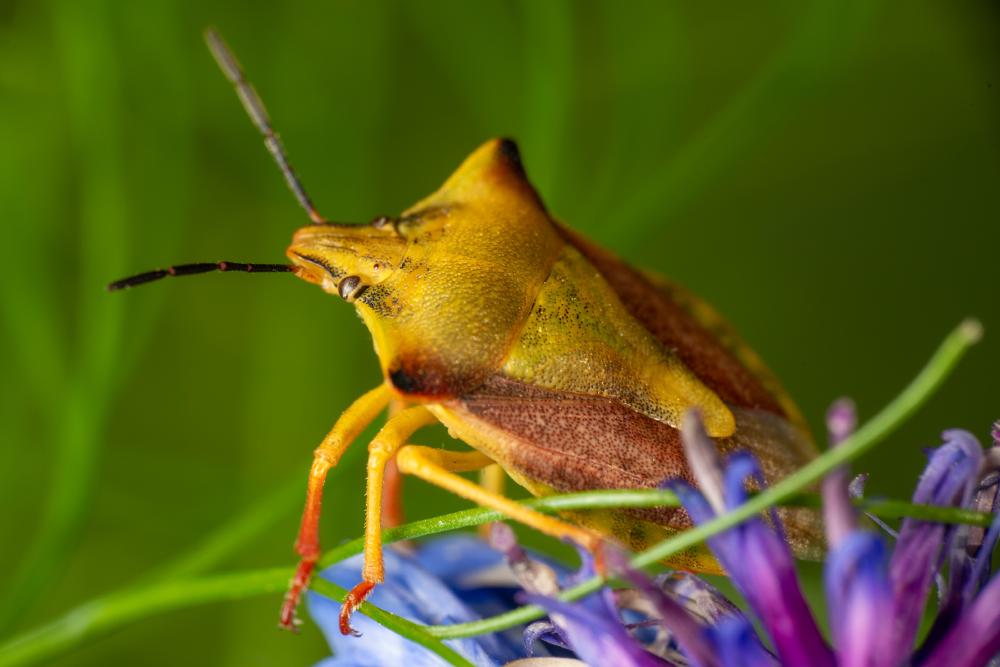 March 8, 2025 – Issue No. 568
– Issue No. 568: “northern fruit bug“ northern fruit bug