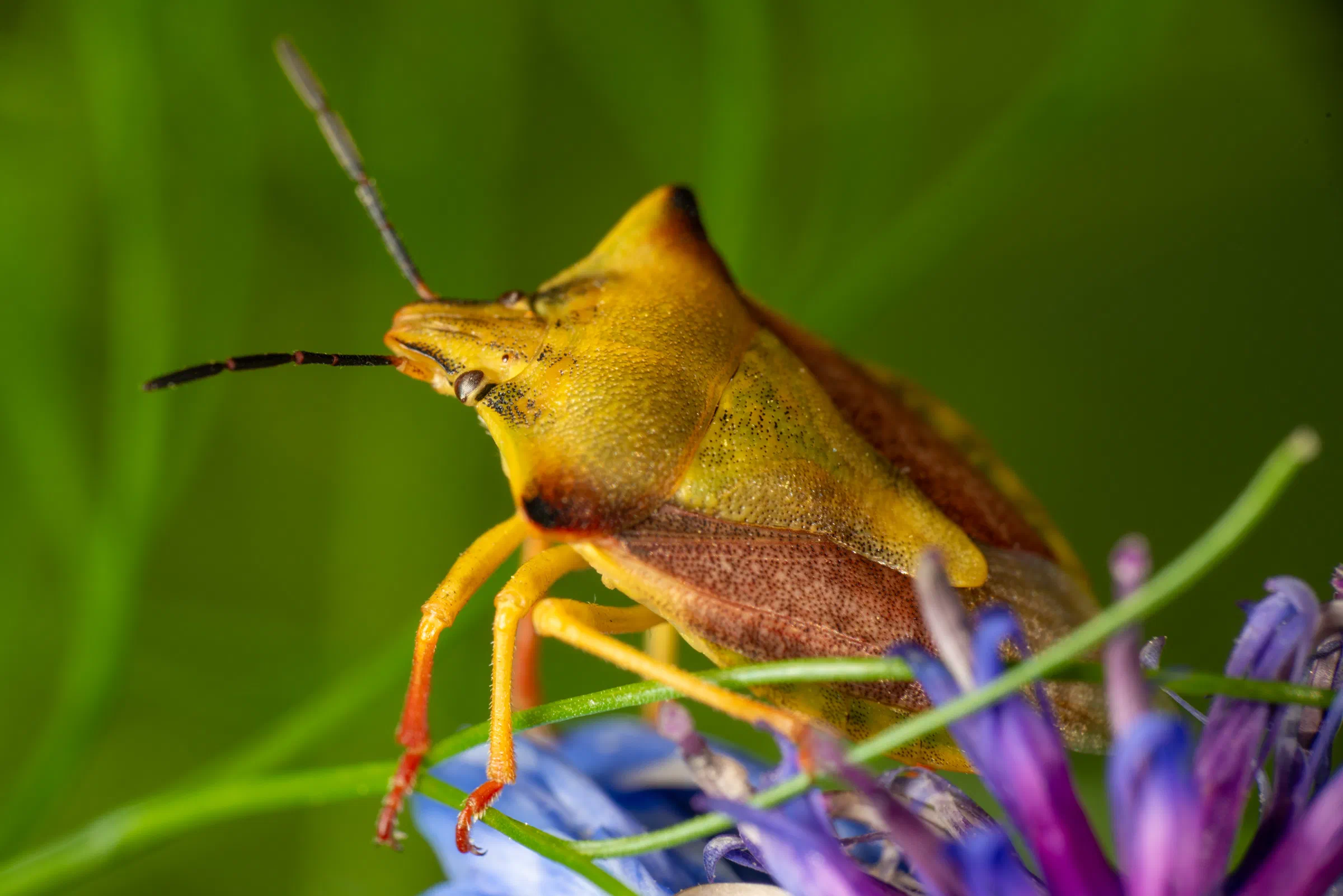 Carpocore robuste