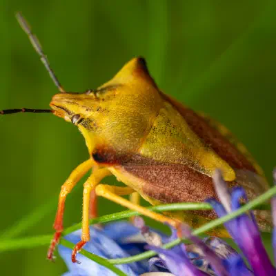 Carpocoris fuscispinus