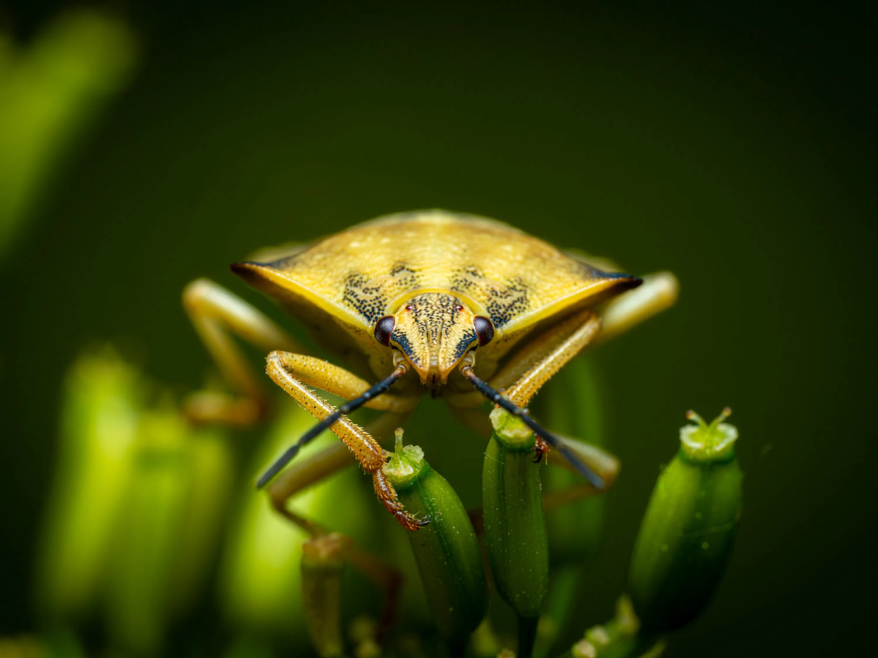 Carpocoris fuscispinus