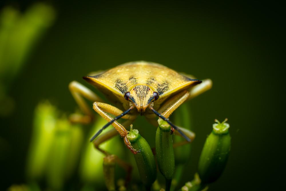 September 30, 2023 – Issue No. 43
– Issue No. 43: “northern fruit bug“ northern fruit bug