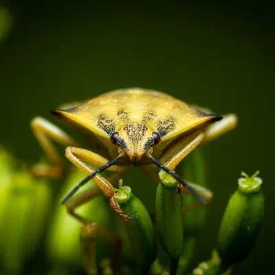 Carpocoris fuscispinus