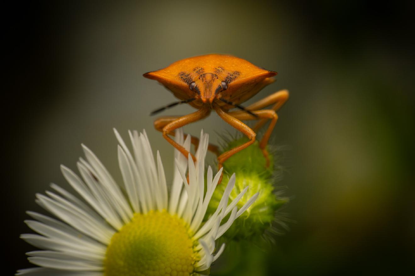 northern fruit bug – No. 4