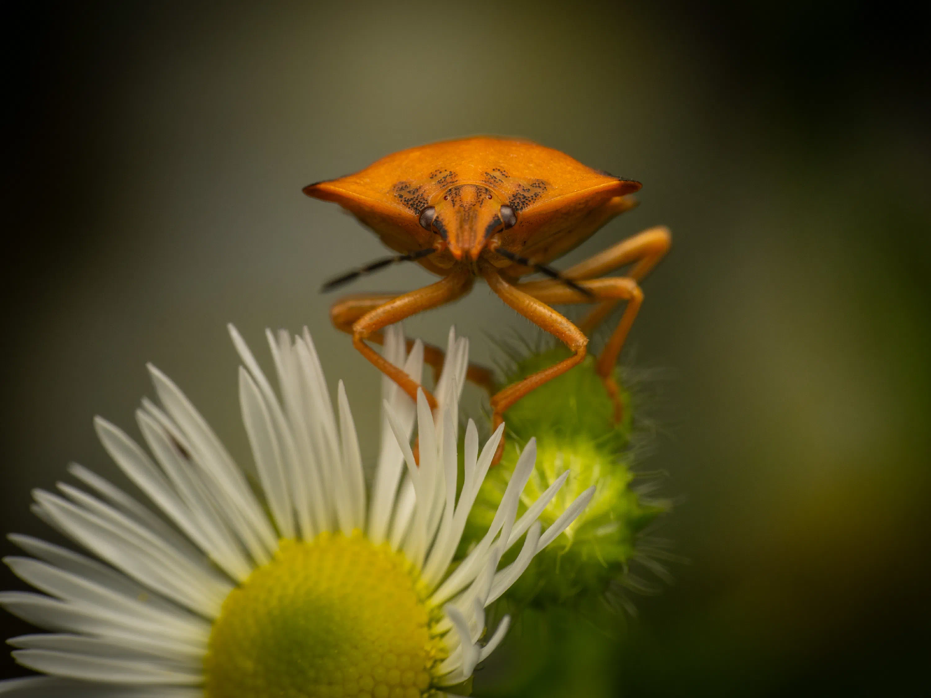 Carpocoris fuscispinus