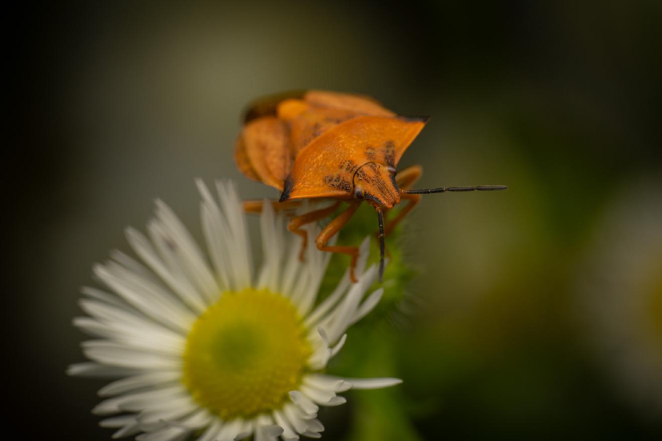 northern fruit bug – No. 5