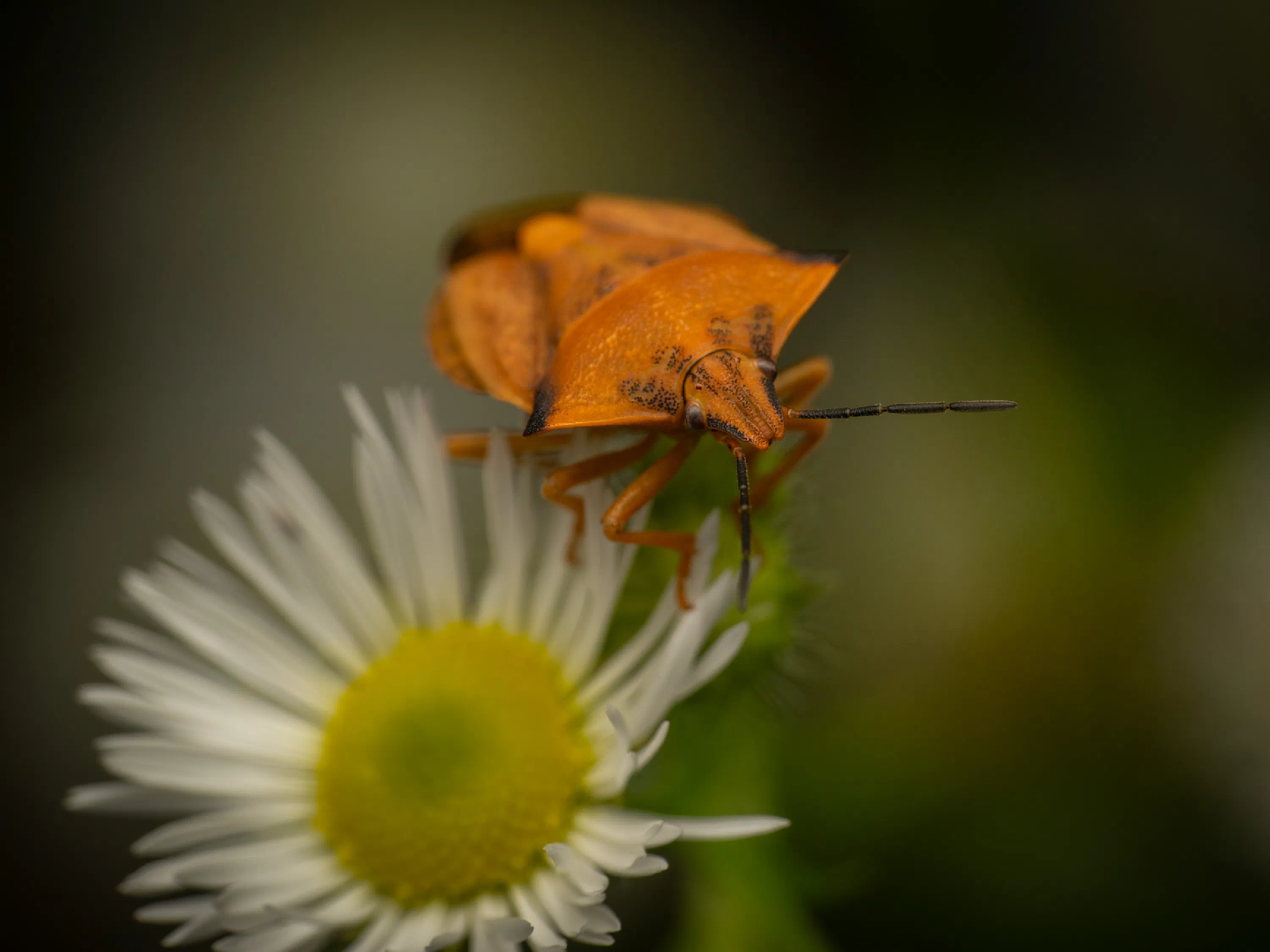 Carpocoris fuscispinus