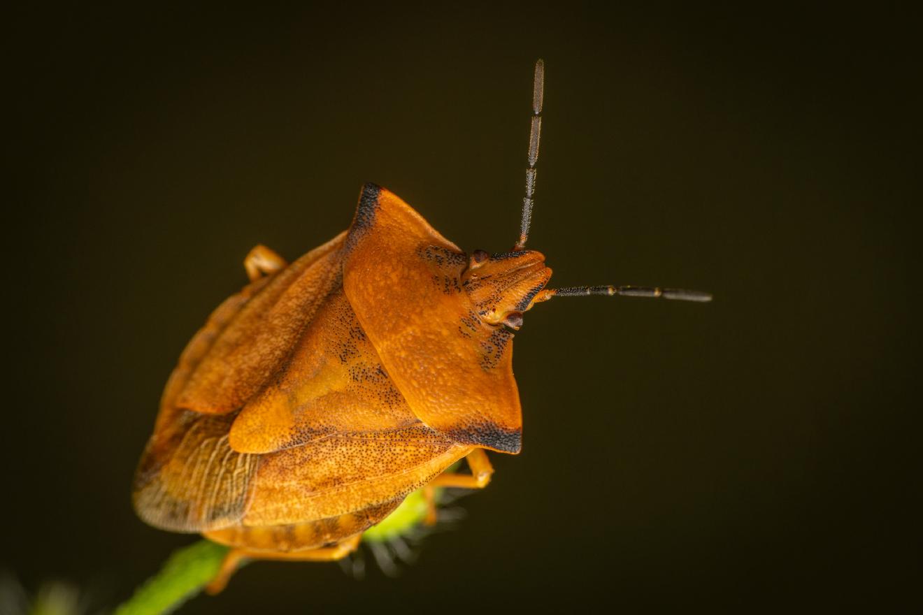 northern fruit bug – No. 6