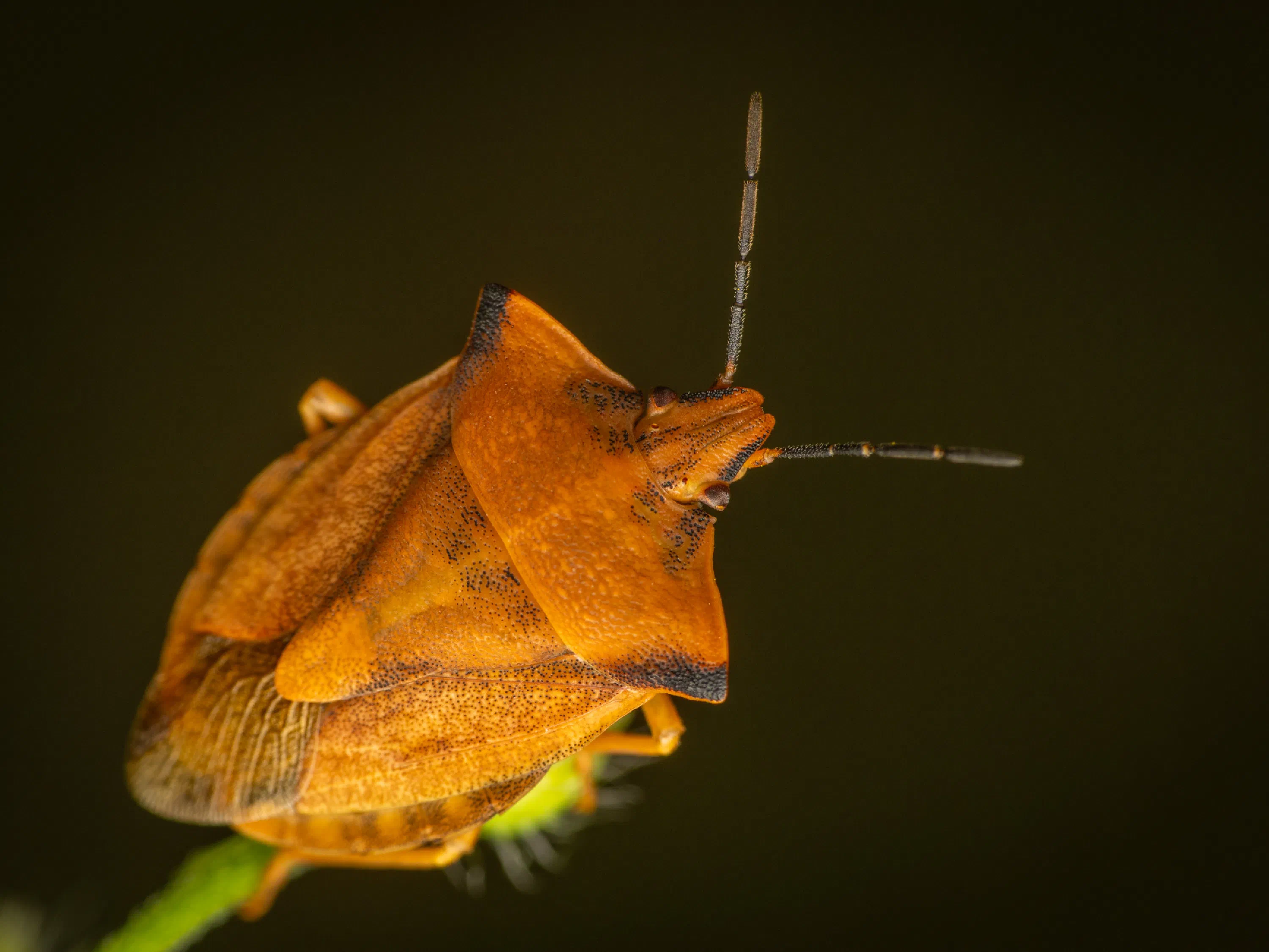 Carpocoris fuscispinus
