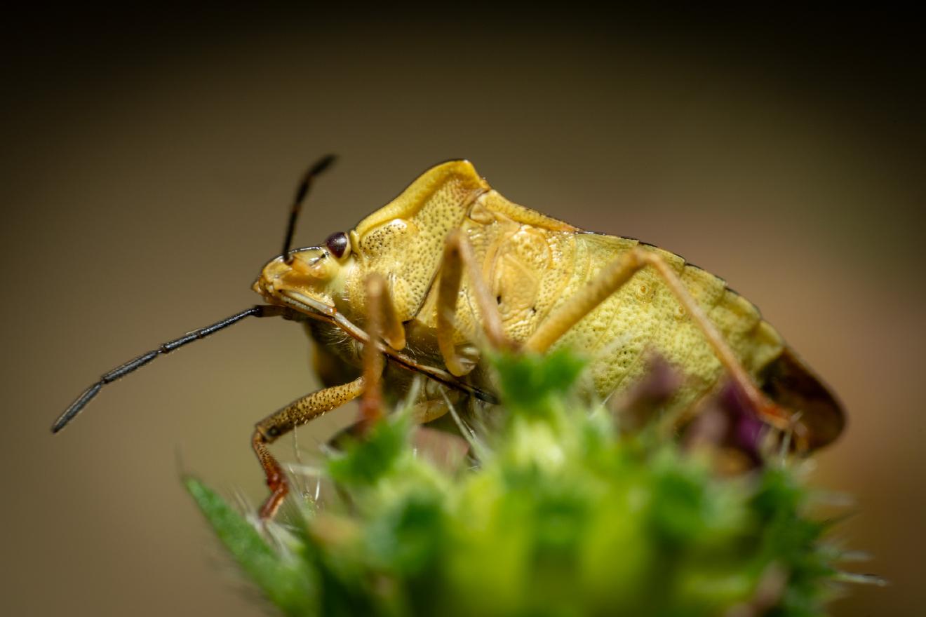 Black-shouldered Shieldbug – No. 1