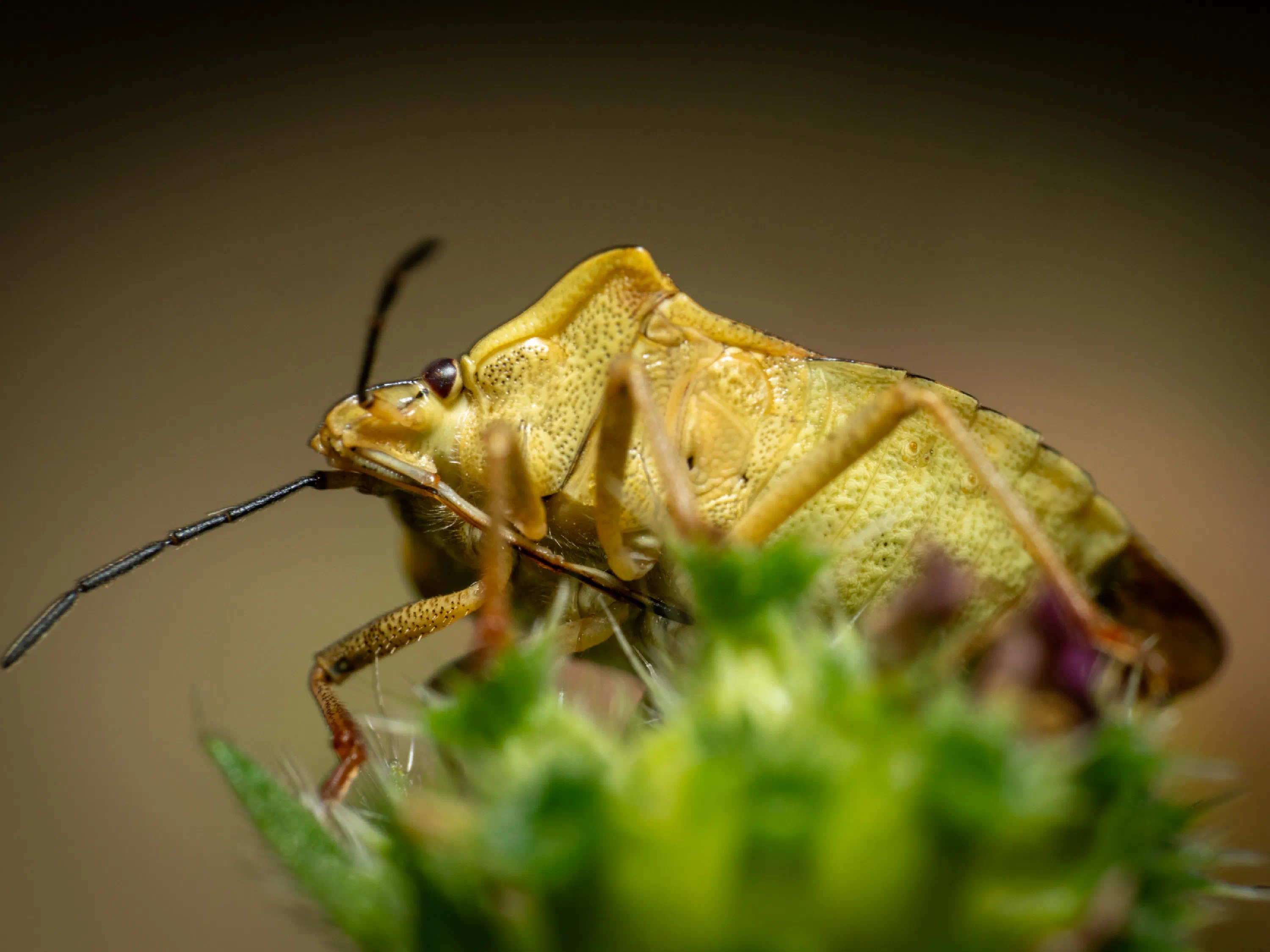 Carpocoris purpureipennis