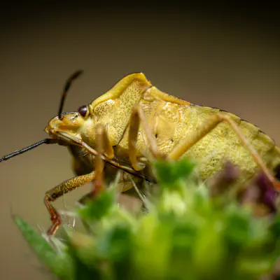 Black-shouldered Shieldbug