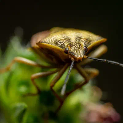 Black-shouldered Shieldbug
