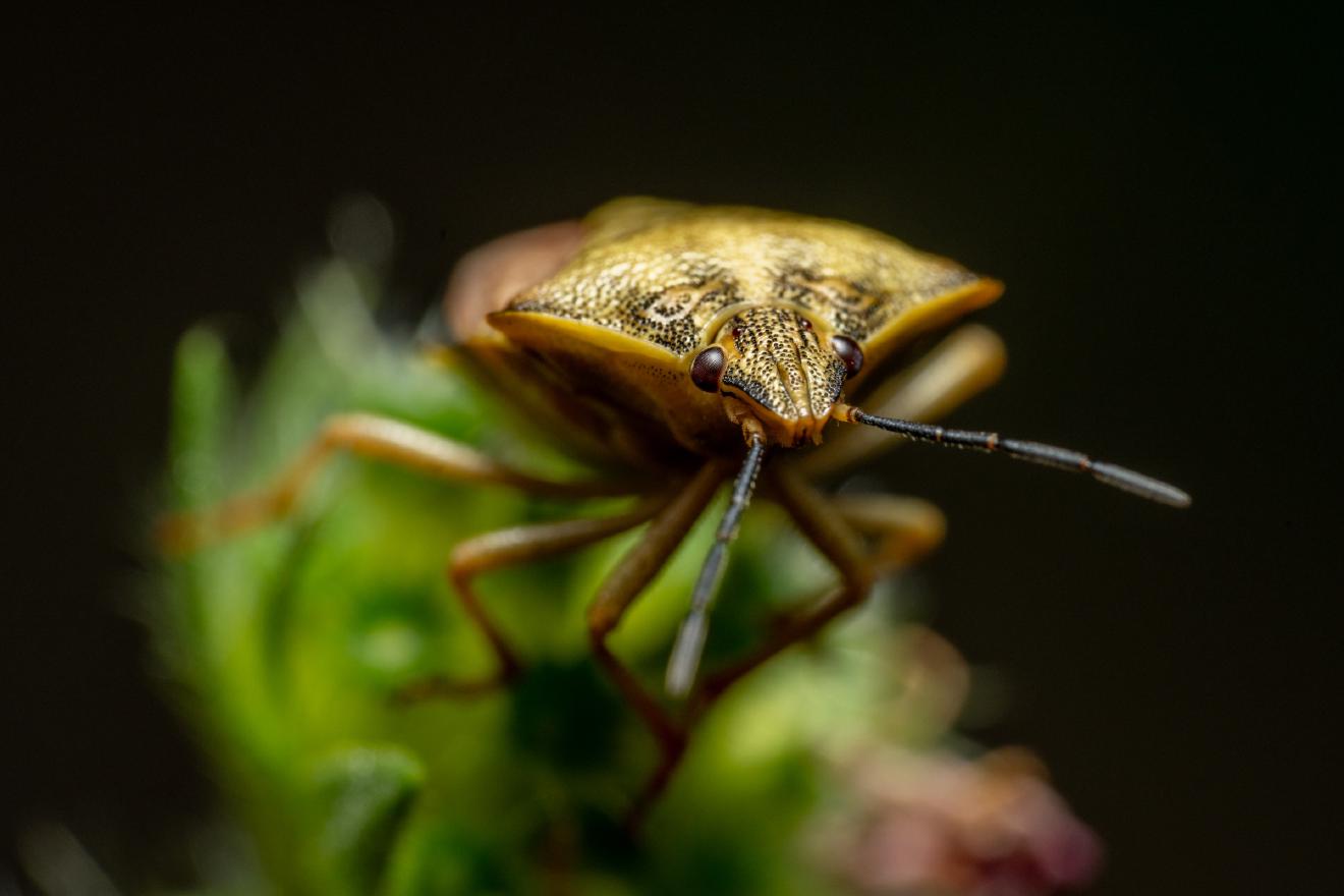Black-shouldered Shieldbug – No. 2