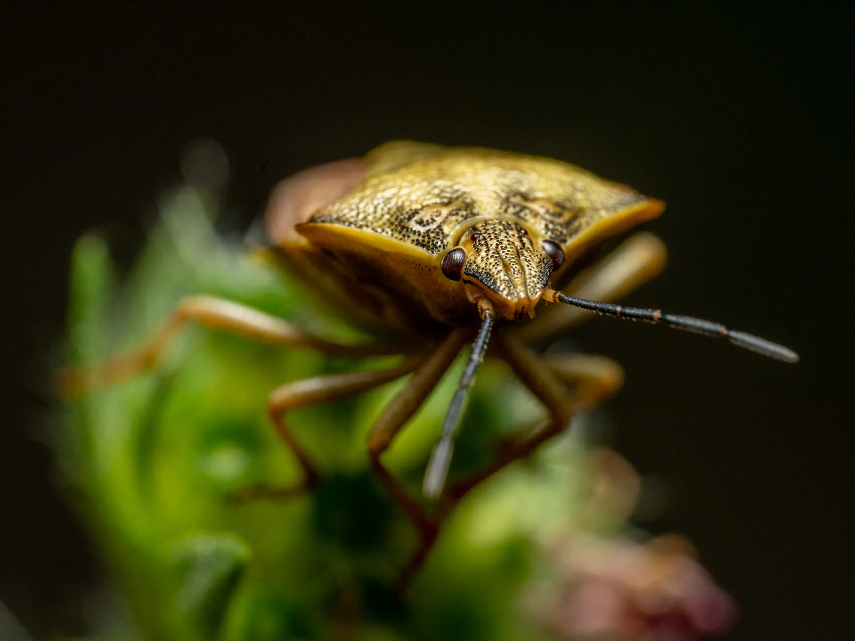 Carpocoris purpureipennis