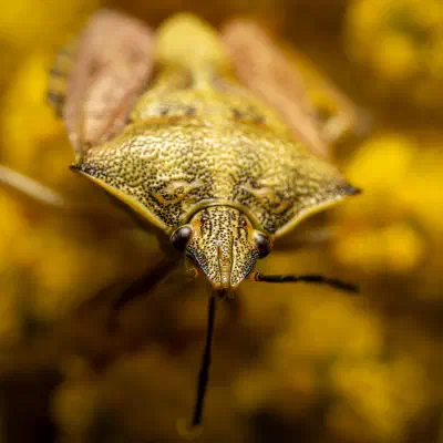 Black-shouldered Shieldbug